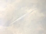 Redfin Needlefish, photographed in Florida