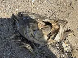 Striped Bass, photographed in Maryland