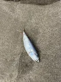 Pacific Anchoveta, photographed in Tumbes