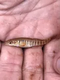 Plains Killifish, photographed in Texas