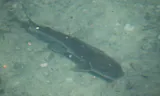 Hardhead Catfish, photographed in Florida