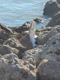 Hardhead Catfish, photographed in Florida