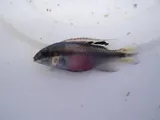 Purple Cichlid, photographed in KwaZulu-Natal