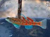 Alabama Darter, photographed in Alabama