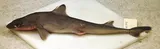 Cuban Dogfish
