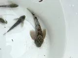 Coastrange Sculpin, photographed in British Columbia