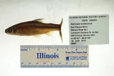 Spottail Shiner, photographed in Illinois