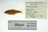 Smalleye Shiner, photographed in Texas