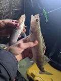 Walleye, photographed in Michigan