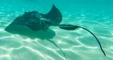 Southern Stingray, photographed in Quintana Roo