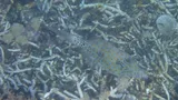 Scrawled Filefish, photographed in Papua Barat