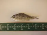 Graceful Mojarra, photographed in Baja California Sur