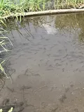 Banded Killifish, photographed in Pennsylvania