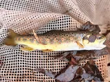 Brown Trout, photographed in Utah