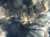 Cherokee Darter, photographed in Georgia