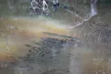 Northern Snakehead, photographed in Delaware