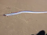 Oarfish, photographed in Queensland
