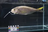 Goldflag Snapper, photographed in Hawaii