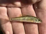 Tahoe Sucker, photographed in California