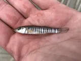 Plains Killifish, photographed in Texas