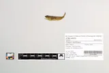 Shorthead Sculpin, photographed in Oregon