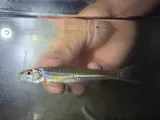 Silver Chub, photographed in Alabama