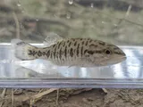 Smallmouth Bass, photographed in Indiana