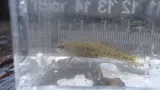 Least Darter, photographed in Ohio