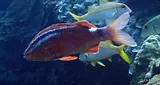 Kumu, photographed in Hawaii