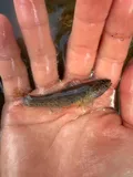 Sunburst Darter, photographed in Missouri