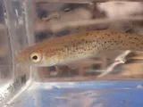 Stippled Studfish, photographed in Alabama