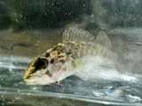 Bloodfin Darter, photographed in Kentucky