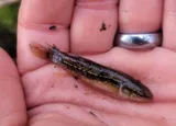 Eastern Mudminnow, photographed in Maryland