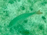 Mutton Snapper, photographed in Quintana Roo