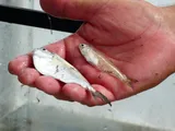 Bay Anchovy, photographed in Mississippi
