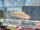 Banded Topminnow, photographed in Florida