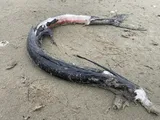 Longnose Lancetfish, photographed in Oregon