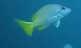 Amarillo Snapper