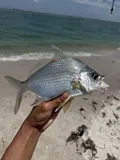 Irish Pompano, photographed in Florida