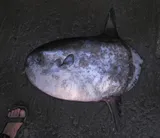 Sharptail Mola, photographed in Batangas