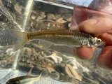 Steelcolor Shiner, photographed in Arkansas