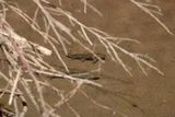 Desert Sucker, photographed in Utah