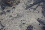 Bluemask Darter, photographed in Tennessee