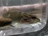 Bloodfin Darter, photographed in Kentucky