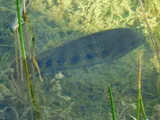 Spotted Tilapia, photographed in Florida