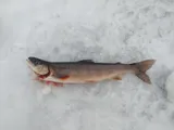 Arctic Char, photographed in Telemark