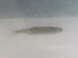 Silver Shiner, photographed in Ohio