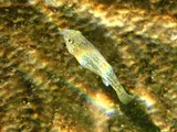 Comanche Springs Pupfish, photographed in Texas