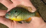 Northern Sunfish, photographed in Michigan