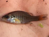 Redbreast Sunfish, photographed in Florida